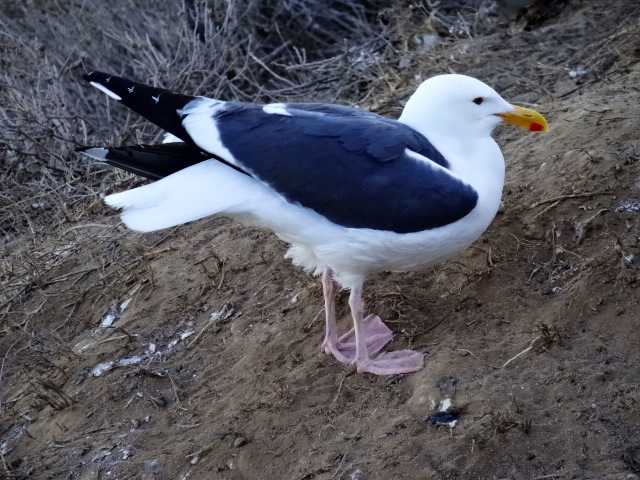 Looking for breakfast