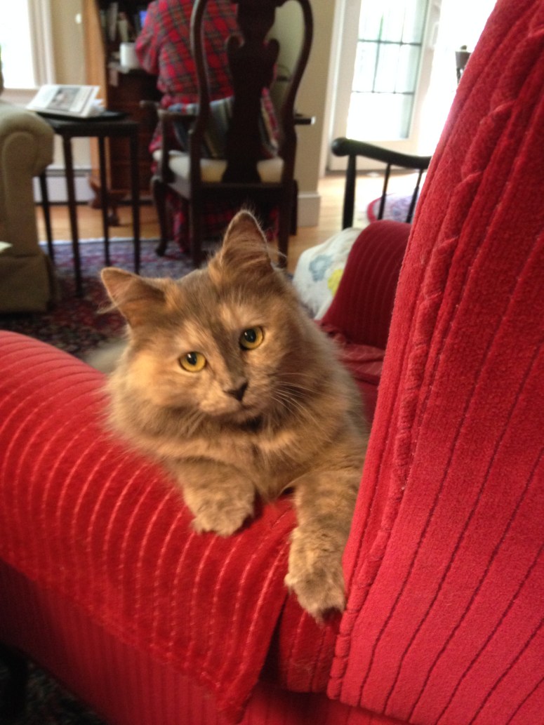 The source of unending entertainment who take so little room, Mini Nickerson