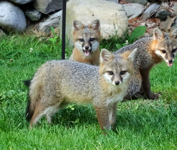 Close neighbors at Bill and Linda Nickerson's place