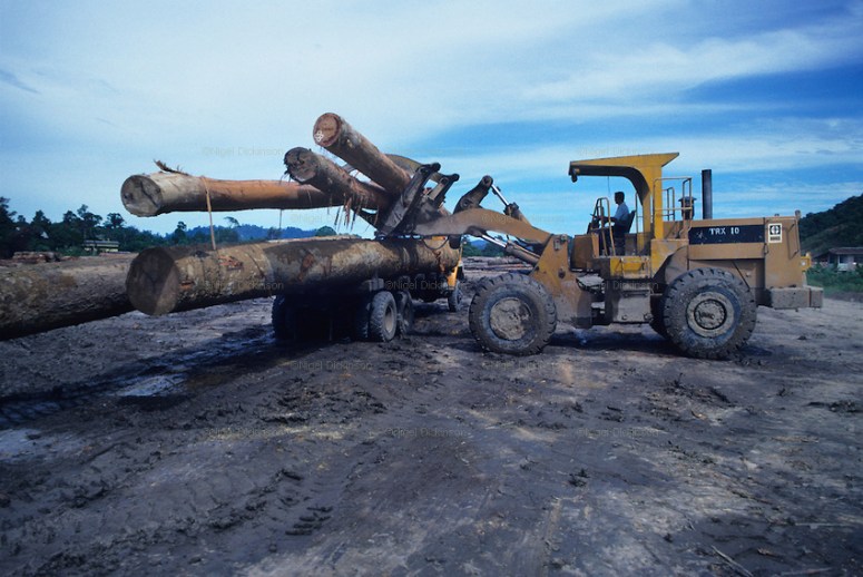 Modern logging in old-growth forests