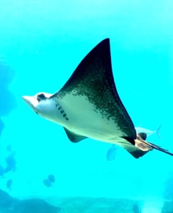 A visit to uShaka Aquarium 